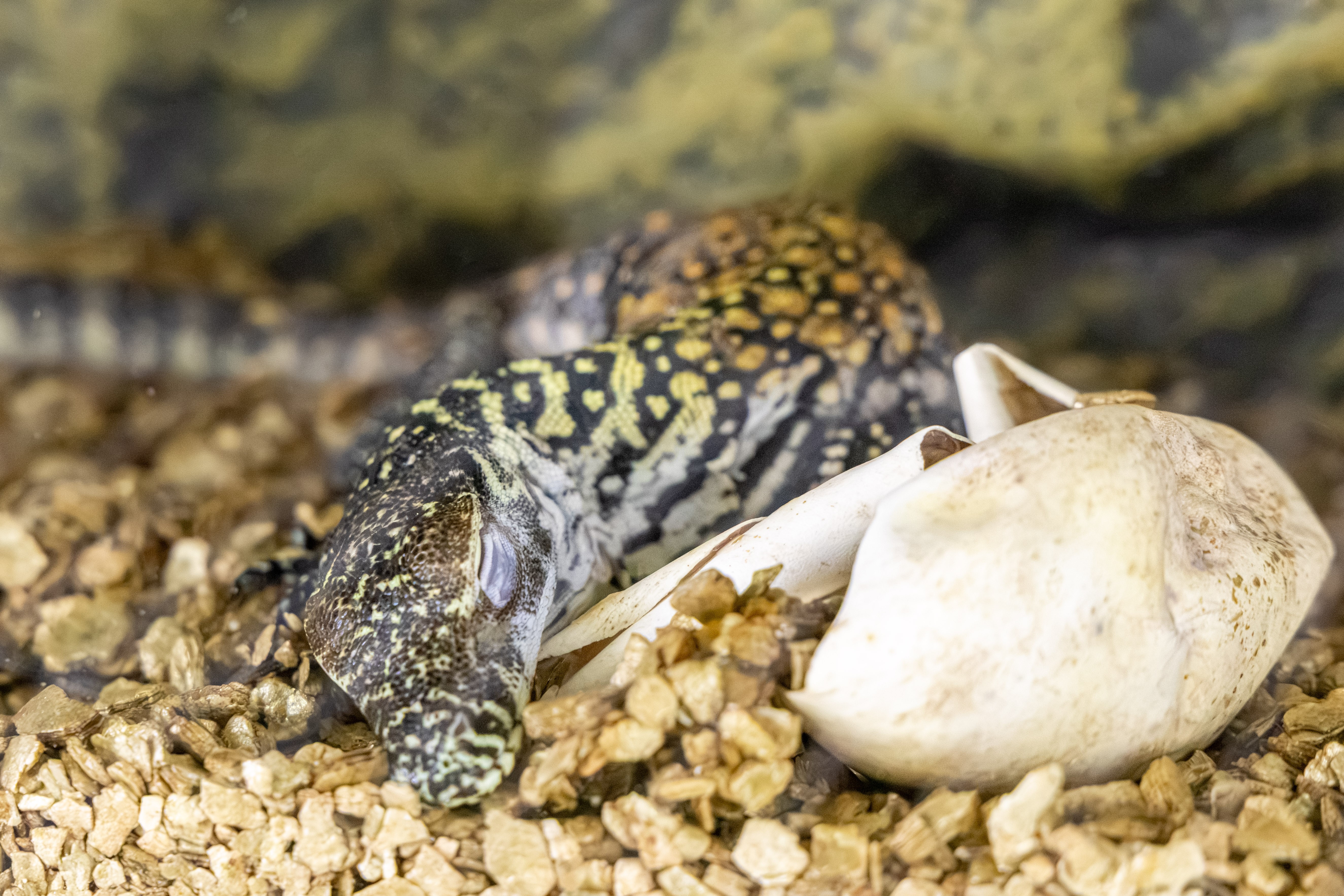 Tiny Sunda has arrived after one of Australia’s rarest reptile breeding milestones.