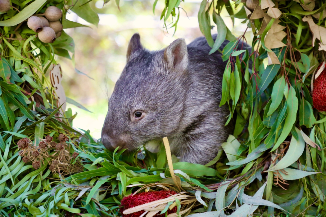 Wombat in Christmas wreath 