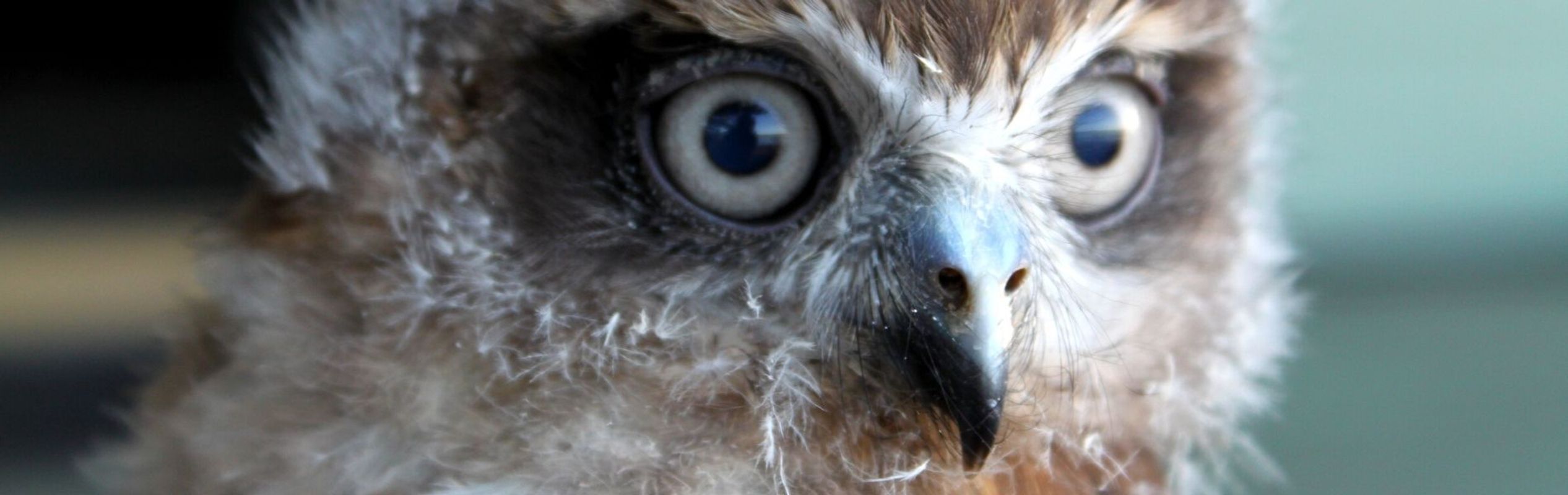 Australian Reptile Park Boobook Owl