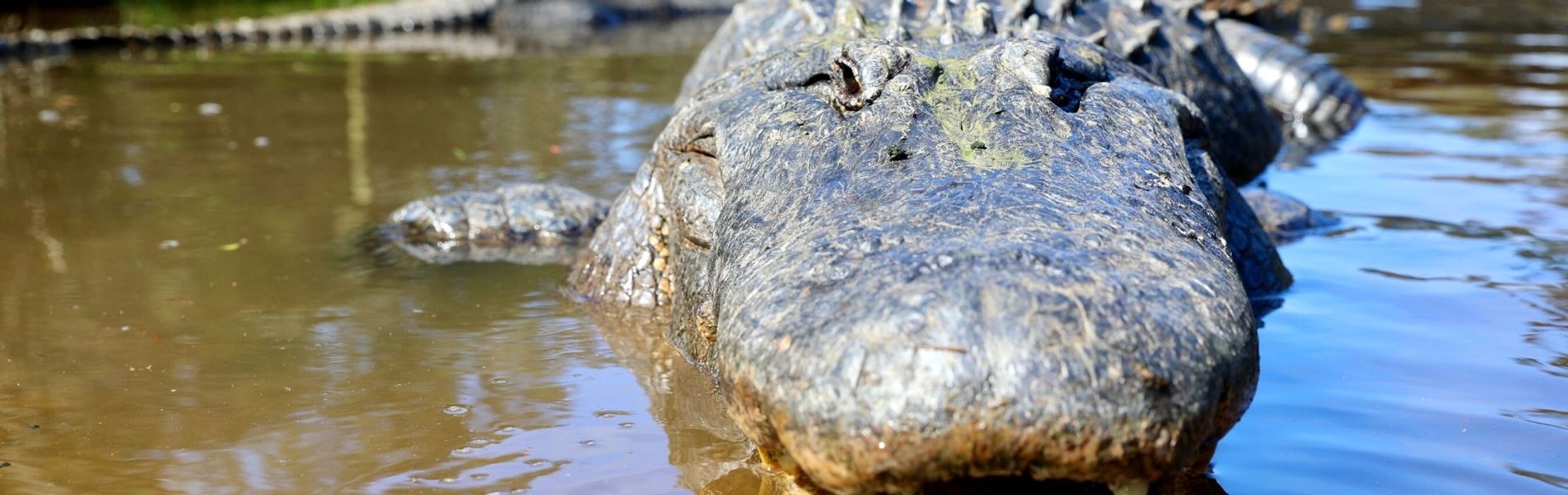 Caught on Camera: Alligator Mating Calls Signal Love in Lockdown