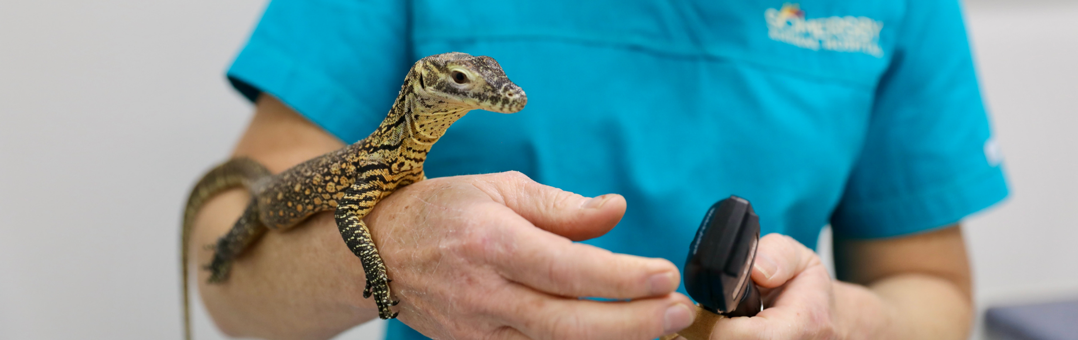 Baby Komodo Dragons First Ever Vet Visit!