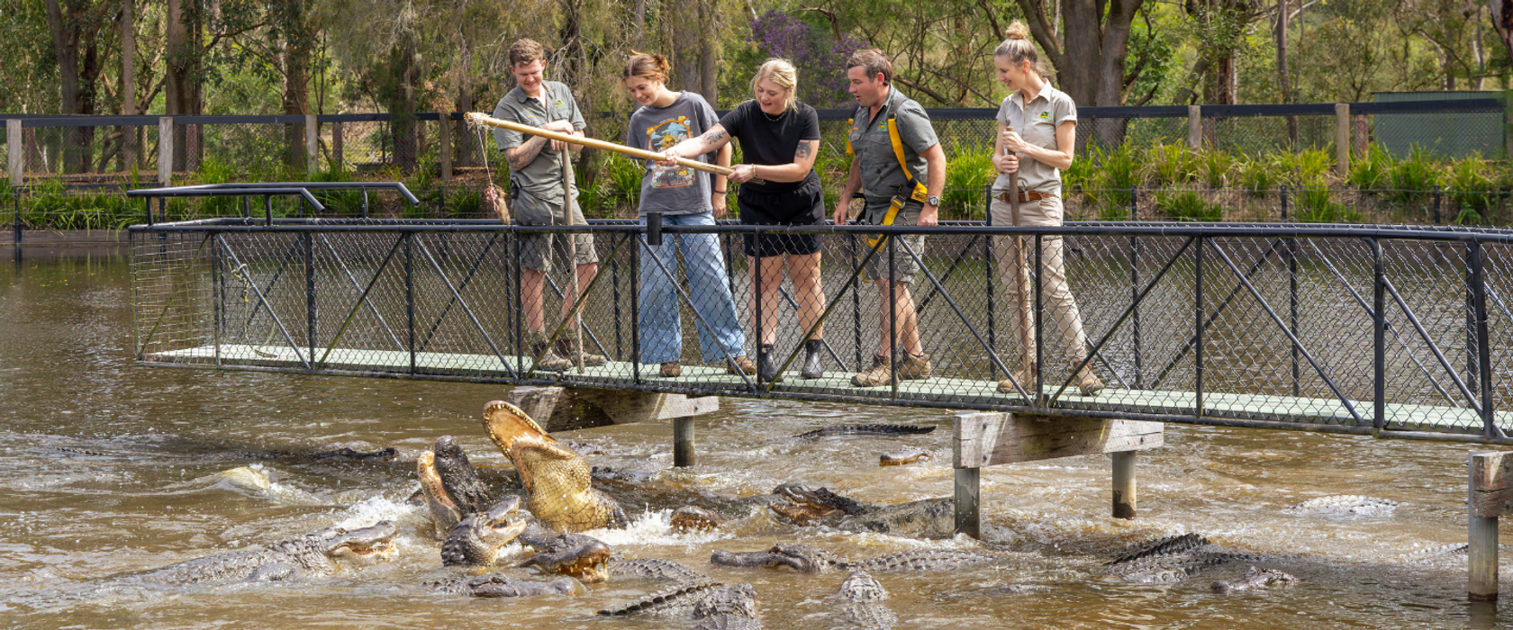 Person feeding alligators meat on a pole