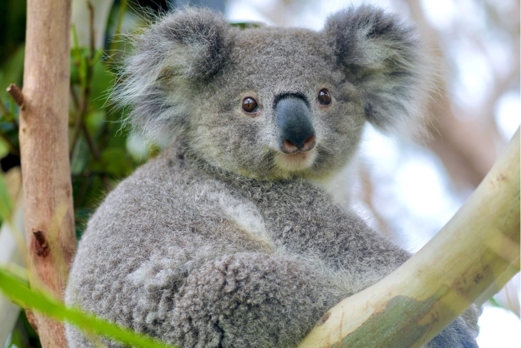 Koala