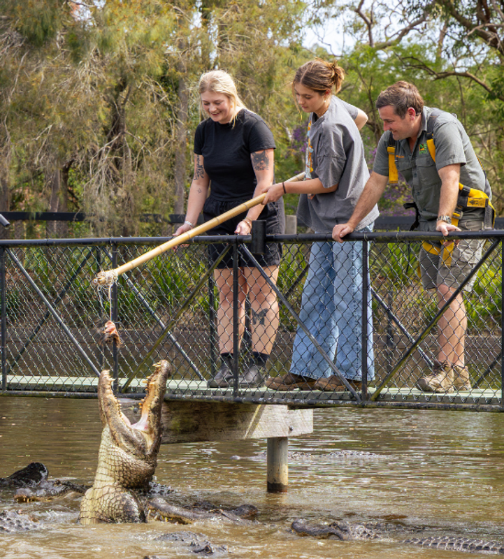 Zookeeper feeding American Alligators from a pontoon with meat in tongs