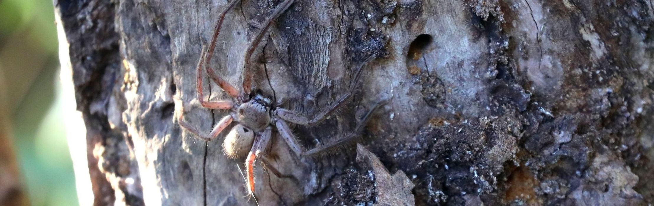 Huntsman Spider