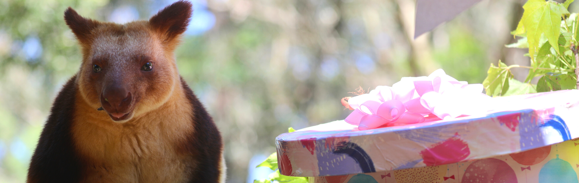 Endangered Tree Kangaroo Celebrates 17th Birthday