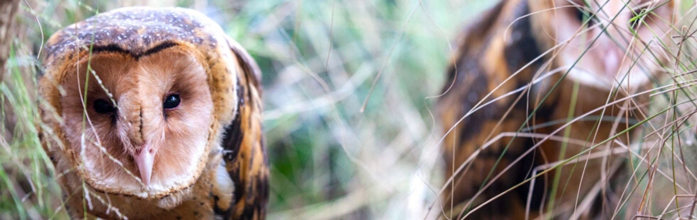 Eastern Grass Owl