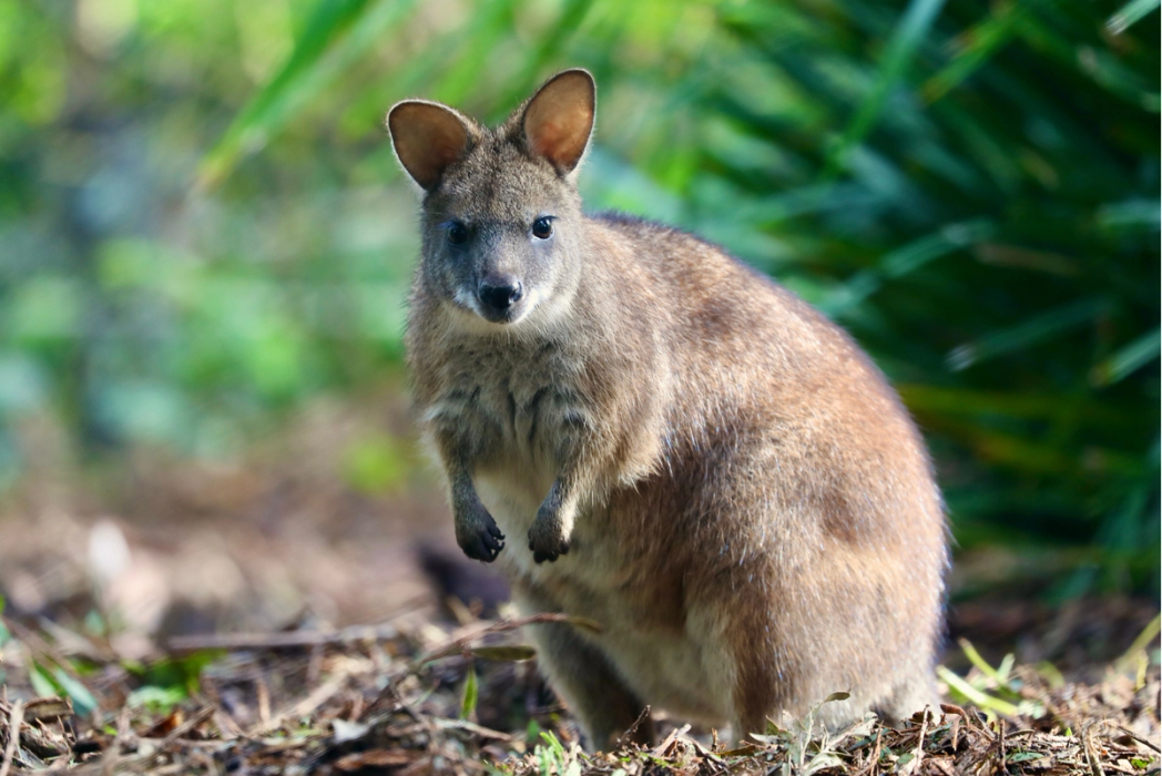Parma Wallaby