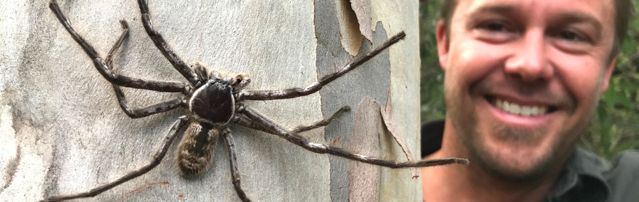 Australian Reptile Park Huntsman Spider