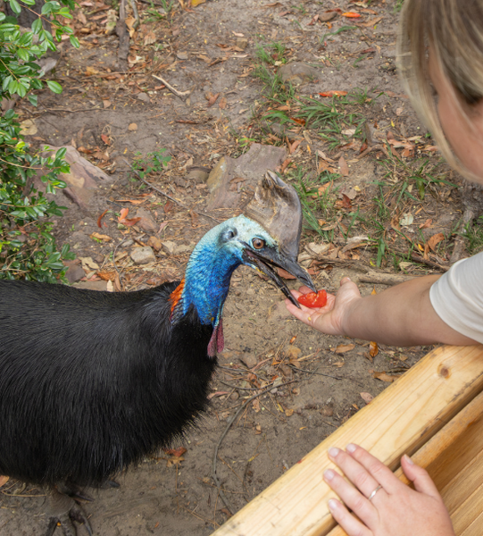 Cooper the Cassowary