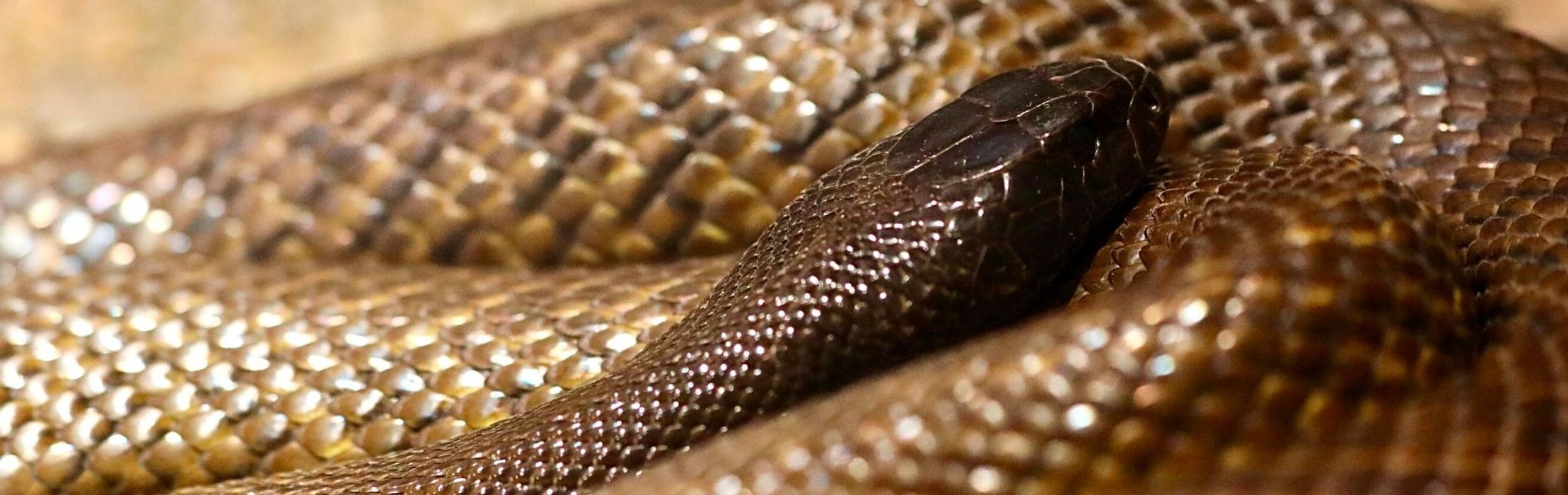 Inland Taipan