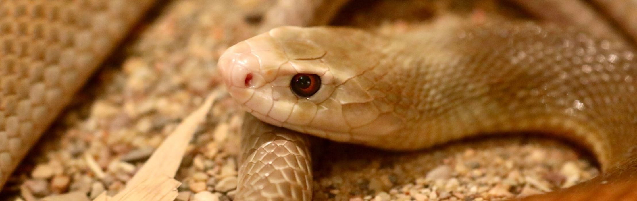 Coastal Taipan