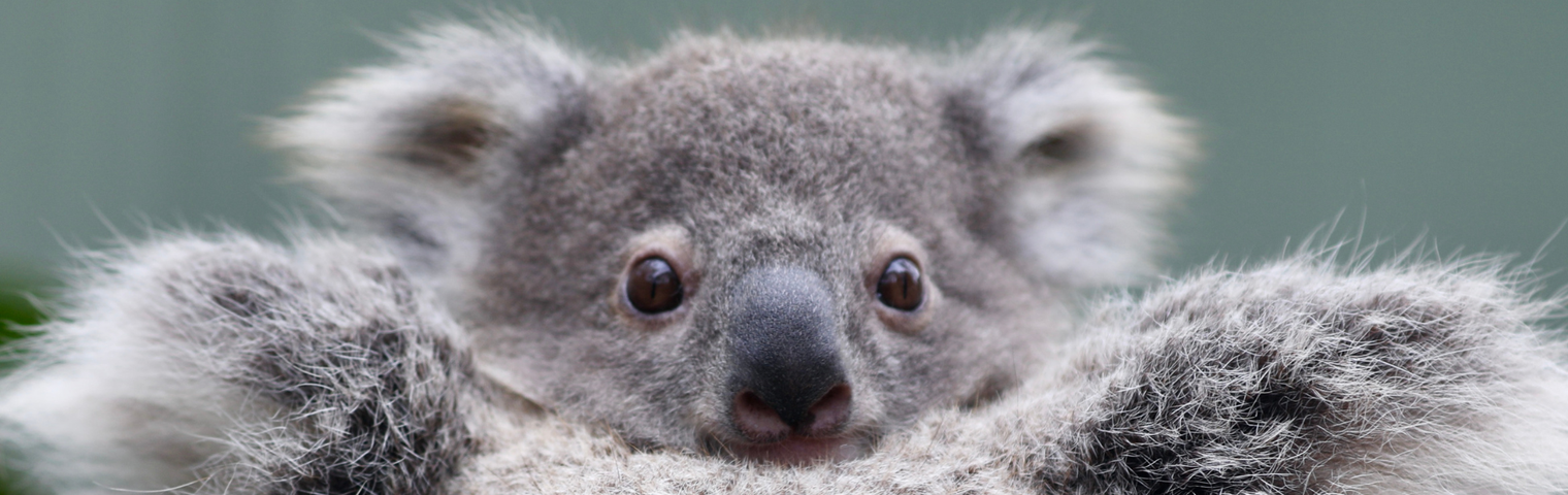 Elsa the Koala Spotted with TWO JOEYS!