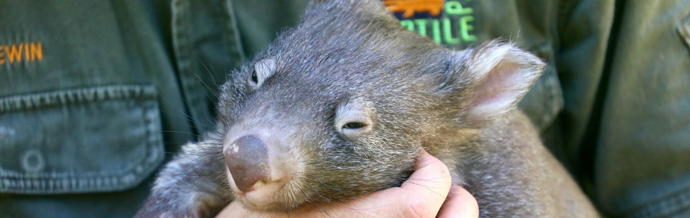 Holly The Wombat Joey is a Christmas Miracle!