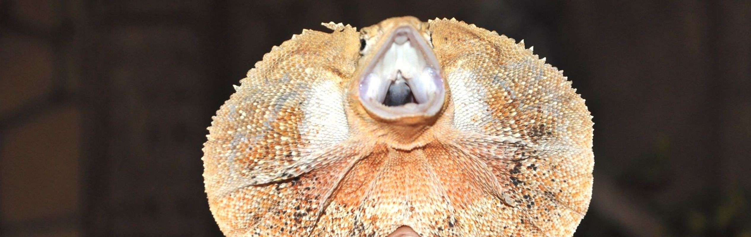 Australian Reptile Park Frilled-Neck Lizard