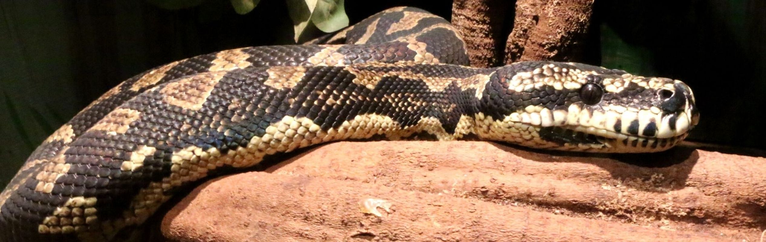 Australian Reptile Park Jungle Python