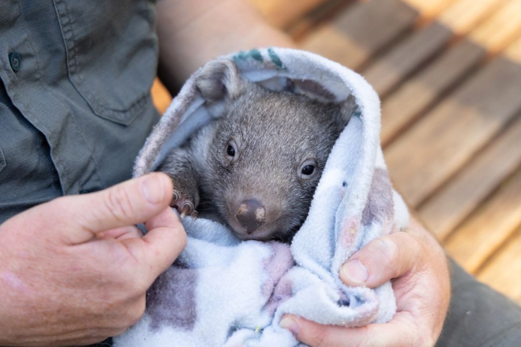 Orphaned Wombat Joey Sunny | Australian Reptile Park
