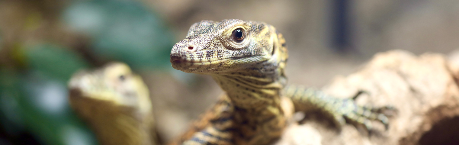 Australia's First Baby Komodo Dragons Turn One!