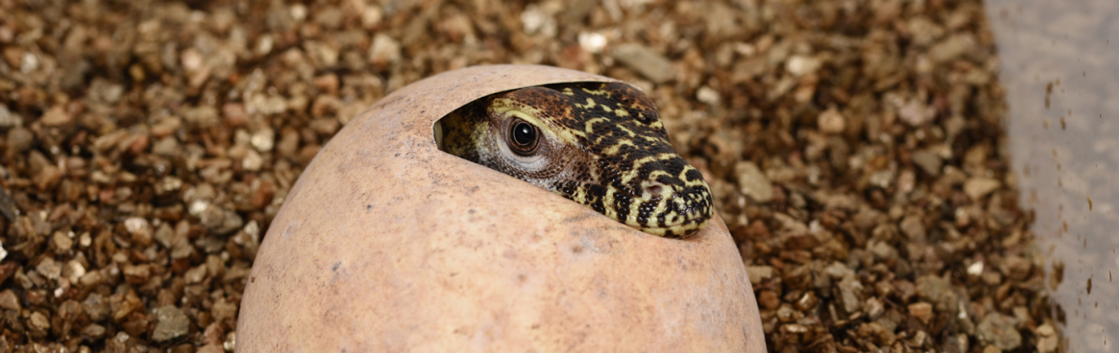 Australian First! Komodo Dragons Hatch at the Reptile Park