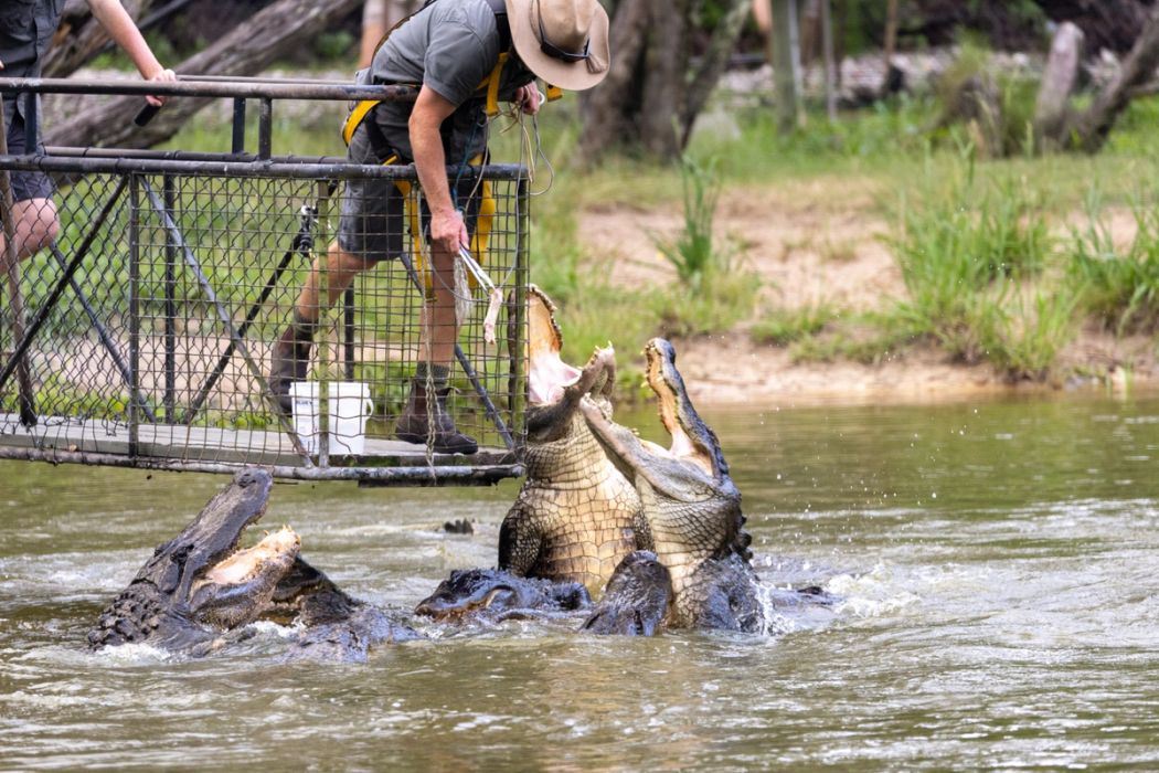 53 Hungry Alligators Break Their Four-Month Fast | Australian Reptile Park