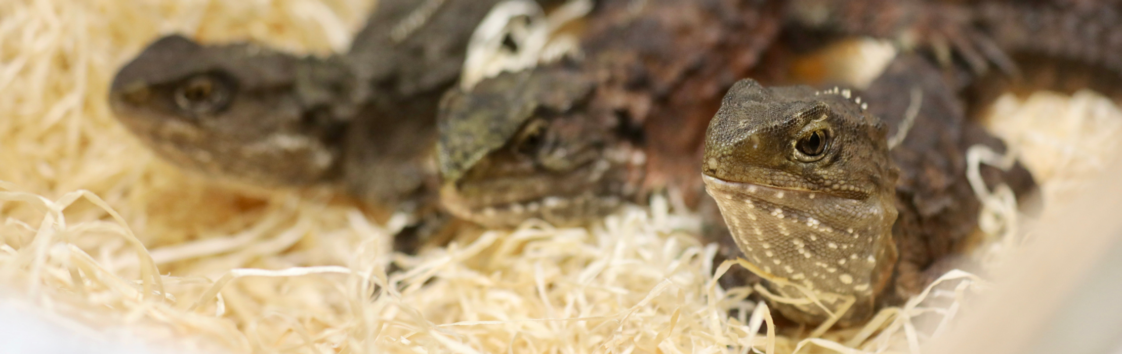 World's Most Unique Reptile Has Arrived in Australia