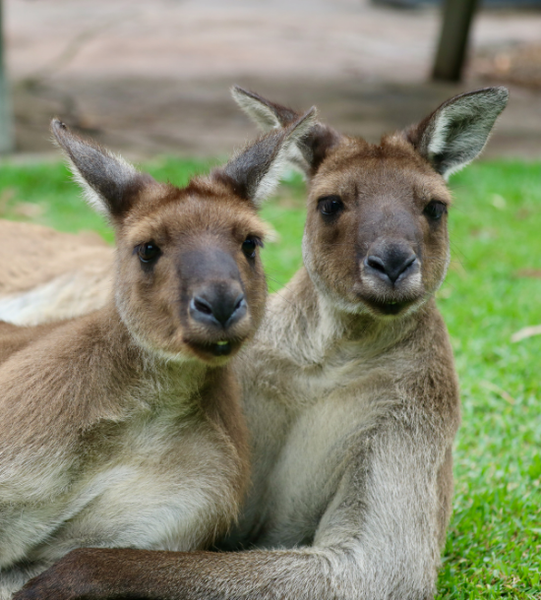 Two kangaroos lounging together
