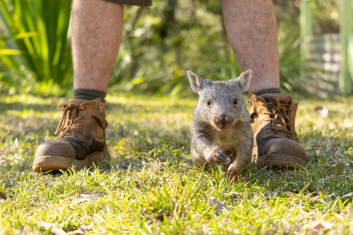 Sunny the wombat joey being held and cuddled during an animal encounter at the Australian Reptile Park.