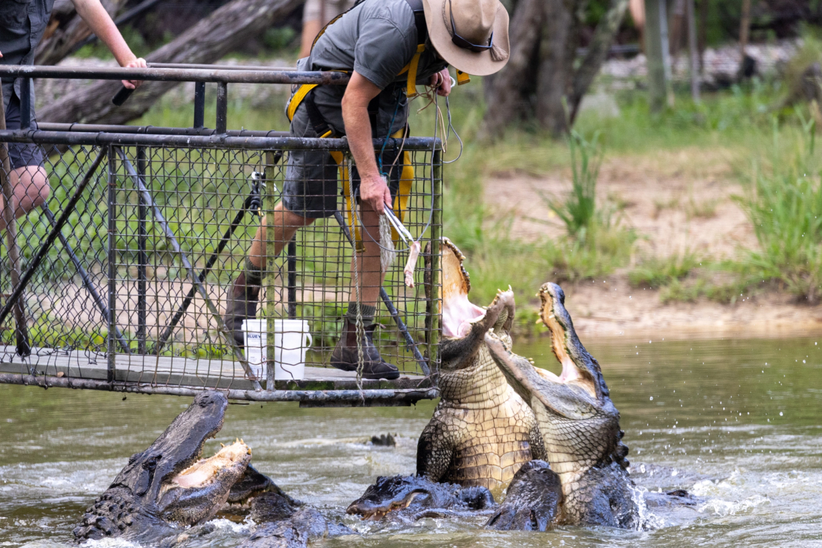 Zookeeper feeding American Alligators from a pontoon with meat in tongs