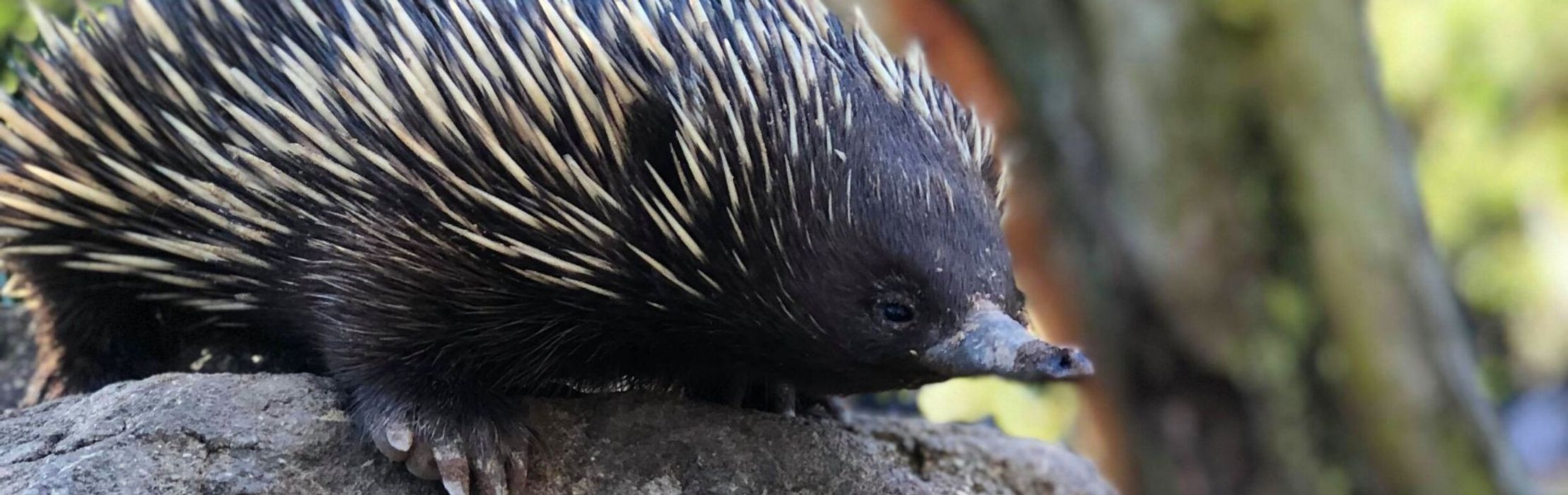 Echidna