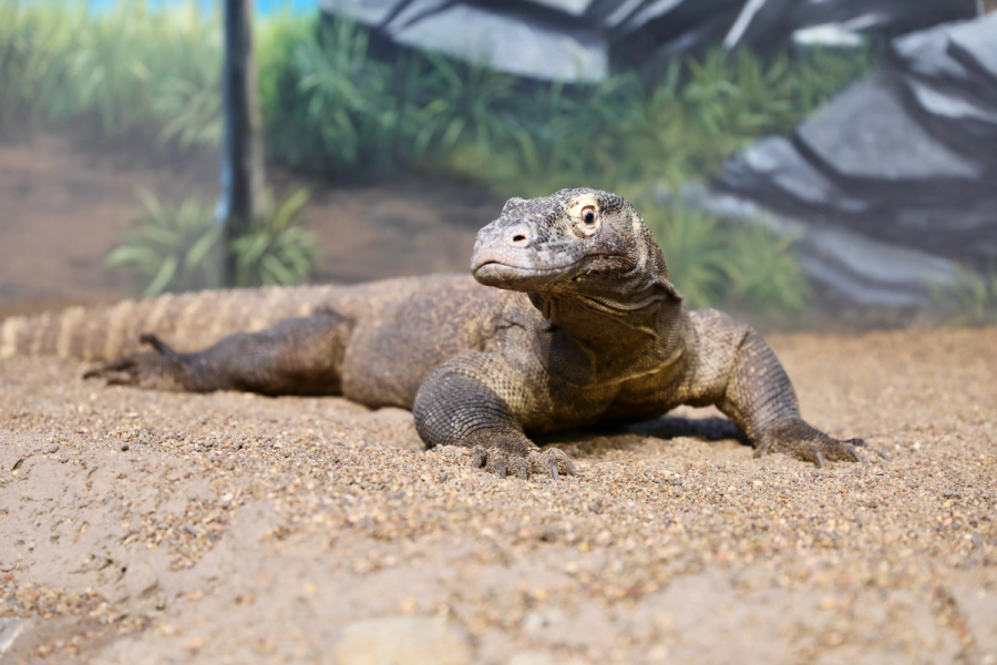 Kraken the Komodo Dragon