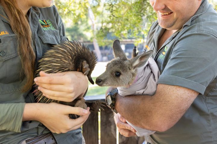 Echidna Puggle and Kangaroo Joey Meeting for the First Time