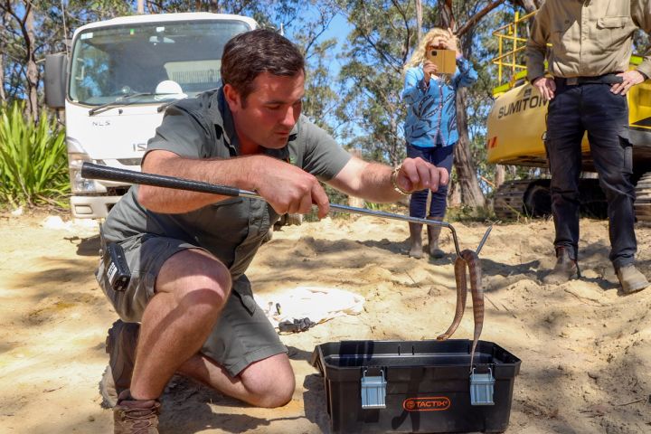 Death Adder Found in a Toolbox on the NSW Central Coast | Australian Reptile Park
