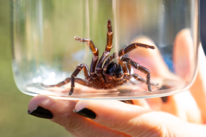 Funnel web spider in a glass jar