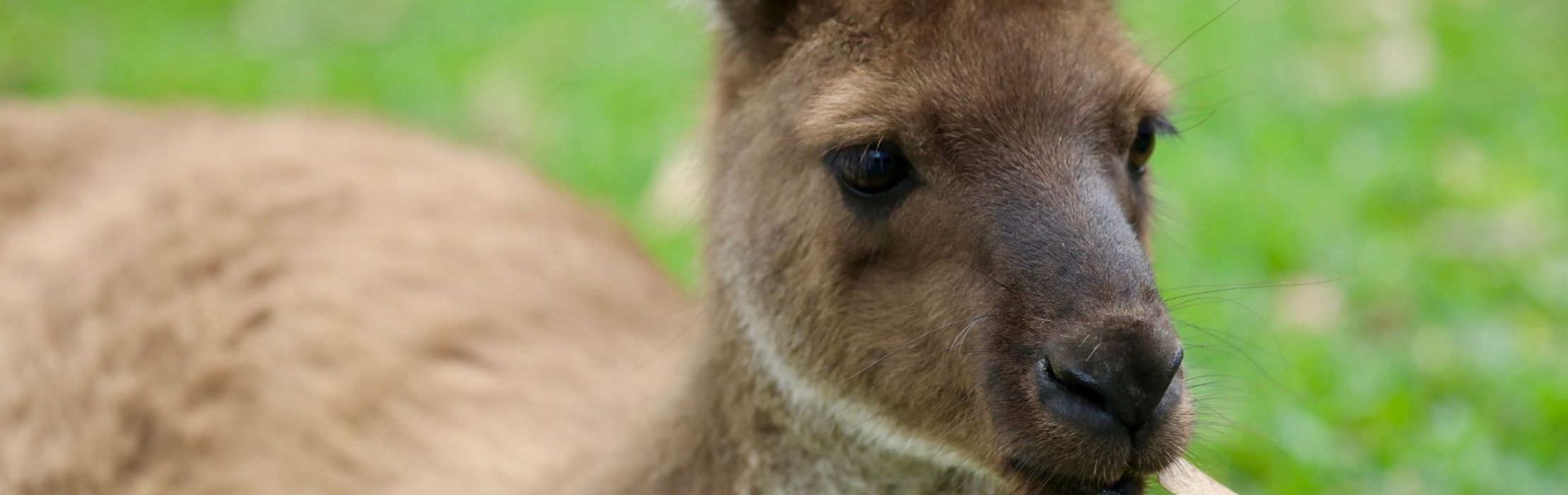 Kangaroo Island Kangaroo