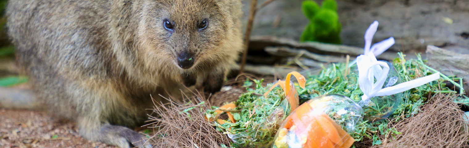 Adorable Aussie Animals Spread Easter Cheer