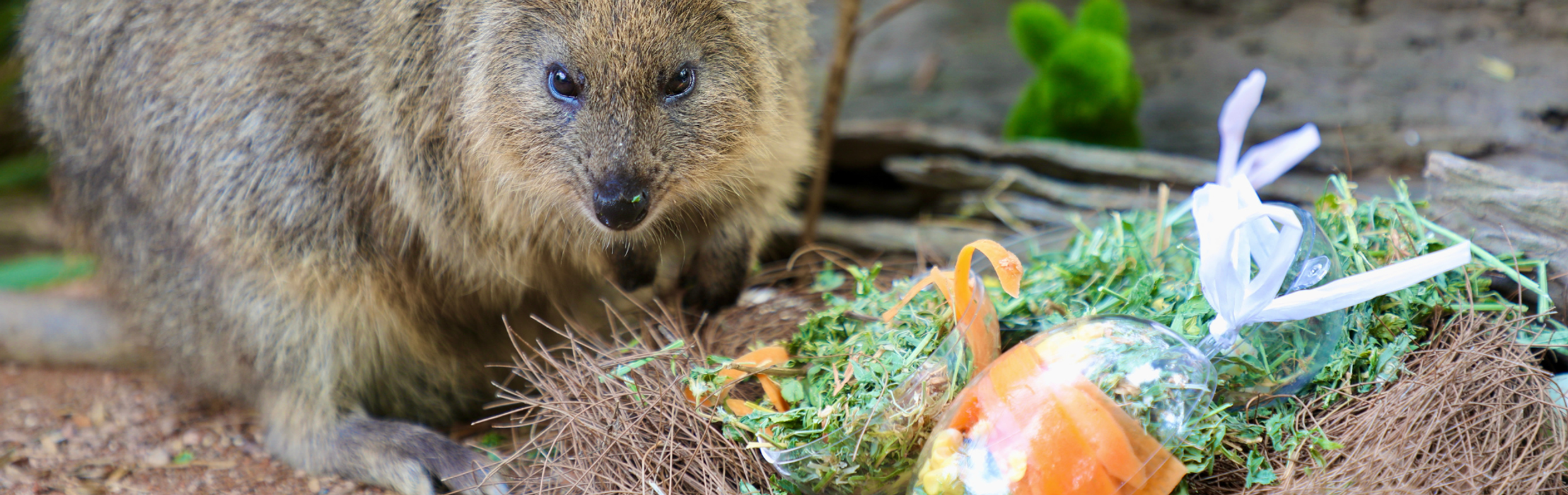 Adorable Aussie Animals Spread Easter Cheer