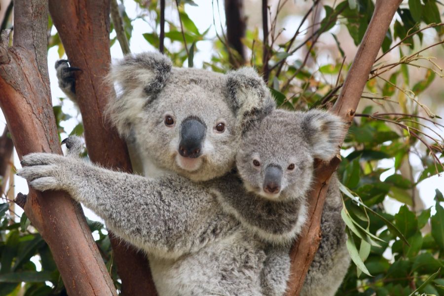 koala in a tree