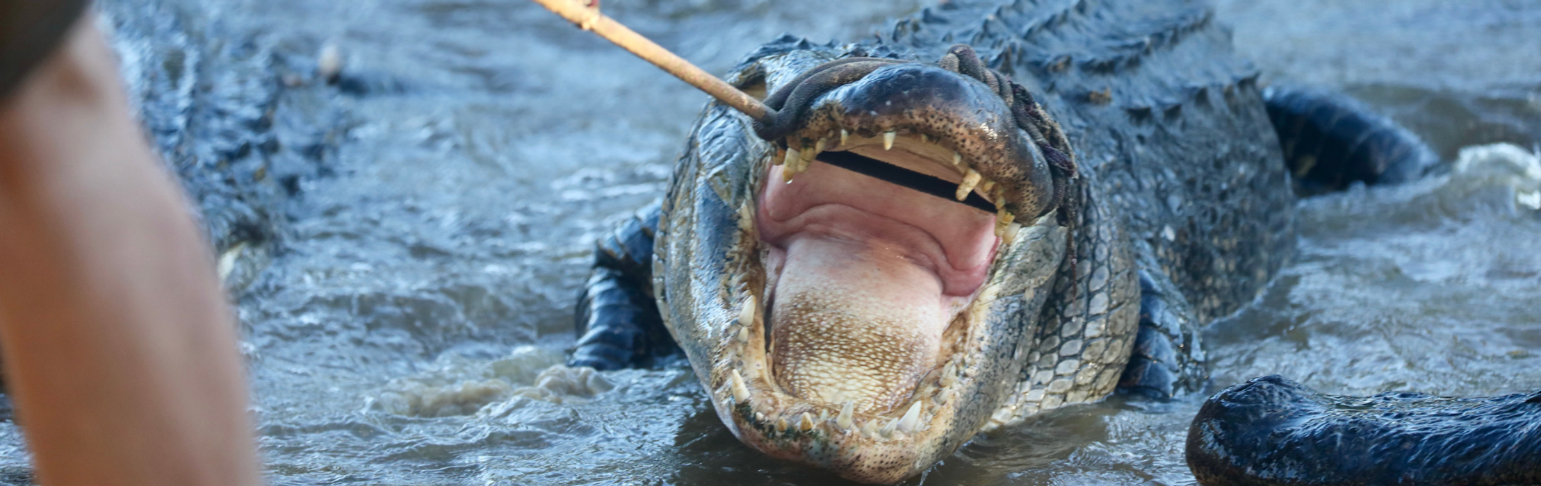 Wrangling With Gators for Health-Checks