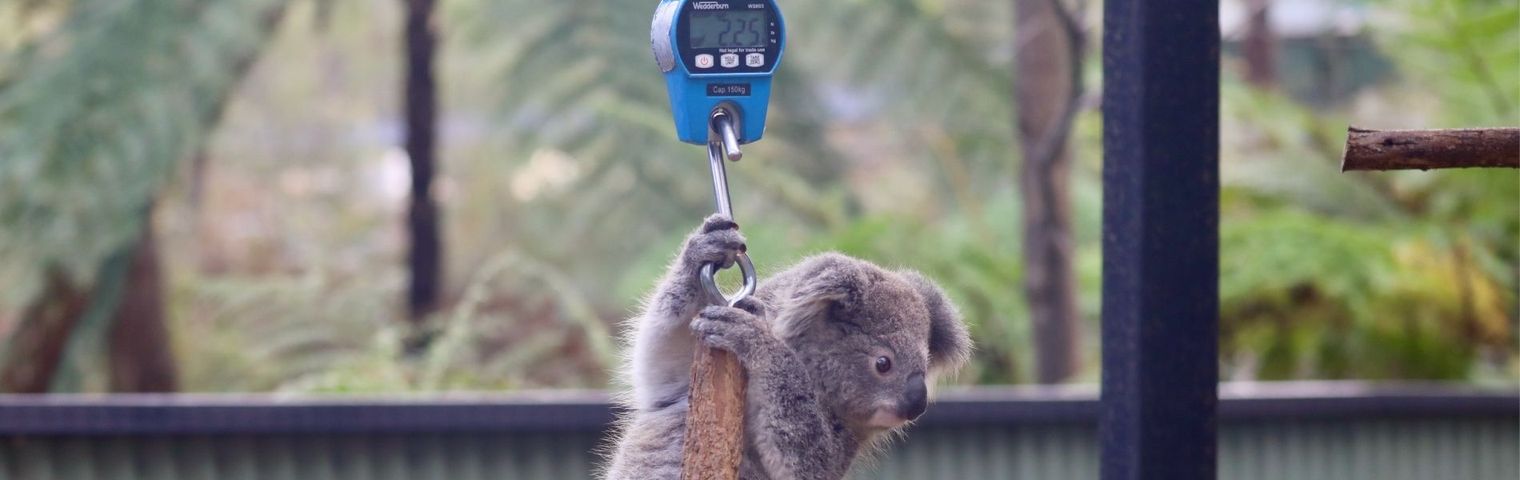 Adorable Koalas Get First Health Checks