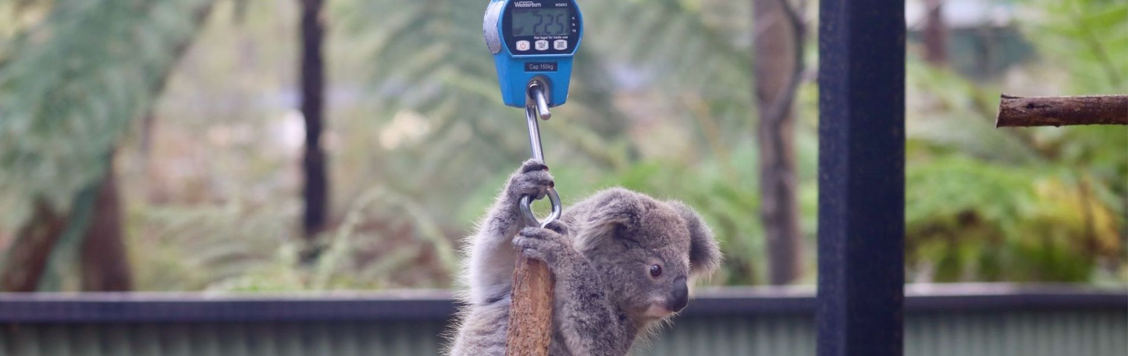 Adorable Koalas Get First Health Checks