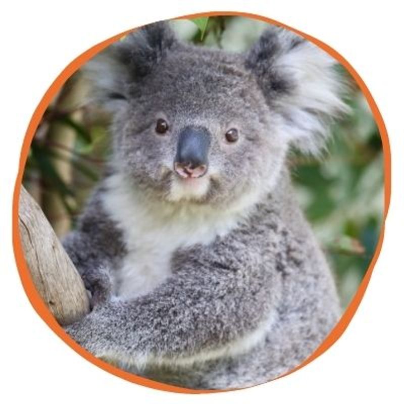 Adopt a Koala