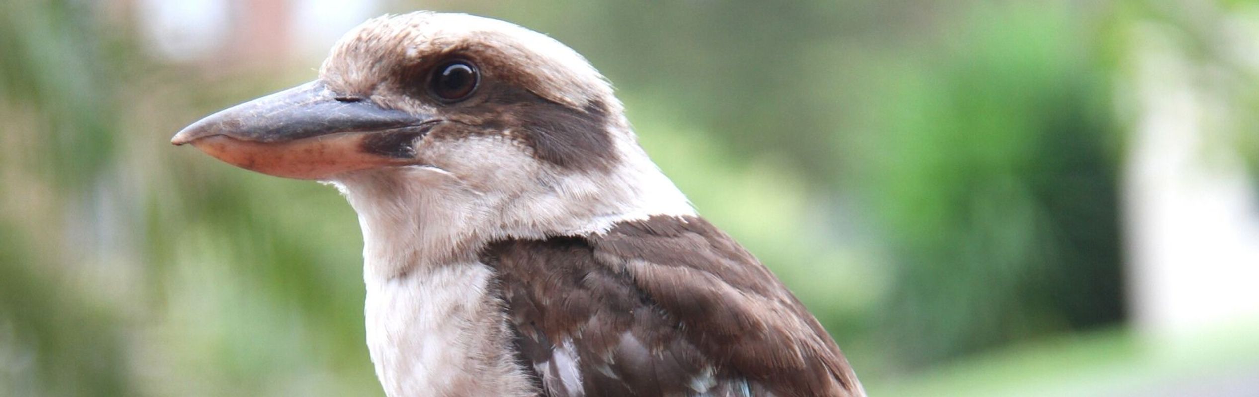 Australian Reptile Park Laughing Kookaburra