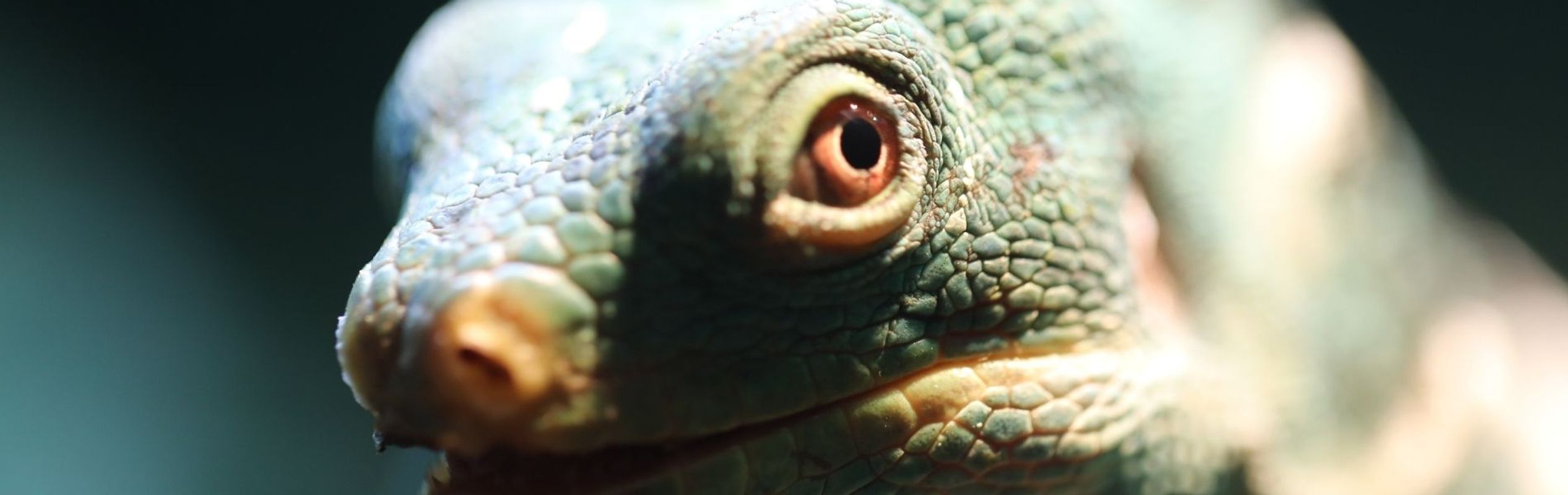 Australian Reptile Park Fijian Crested Iguana