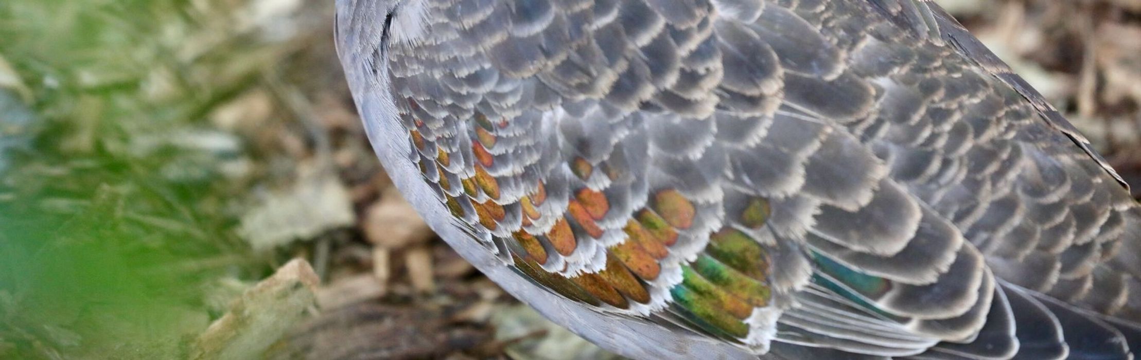 Common Bronzewing