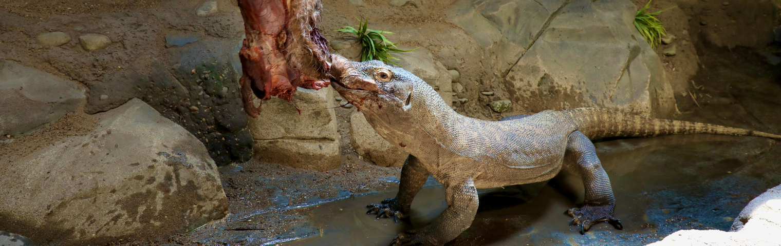 Komodo Dragon Celebrates Giant 11th Birthday