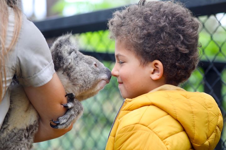 The ultimate destination for Vacation Care groups! Experience a day filled with excitement and learning at the Australian Reptile Park. Kids can engage with free-range kangaroos and enjoy interactive sessions with our roving keepers. Don’t miss our entertaining daily wildlife shows that blend education and fun.  Inquire at sales@reptilepark.com.au or call (02) 4340 1022.