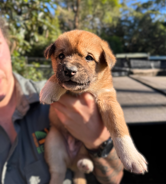 Pretzel the dingo puppy