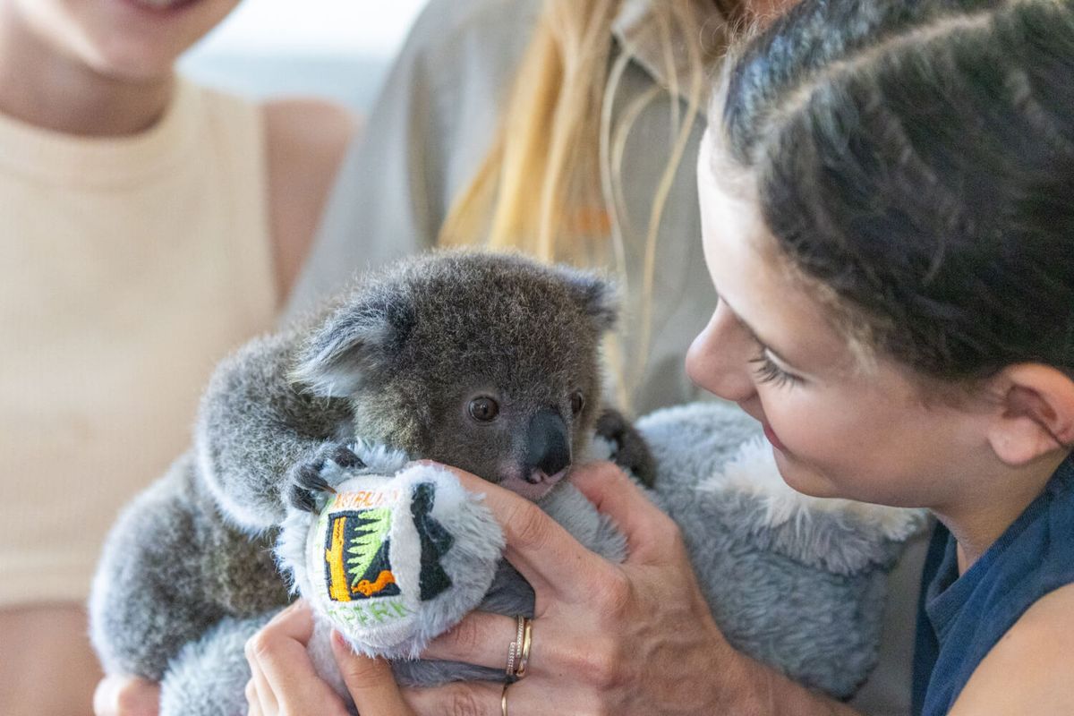 Koala Encounter