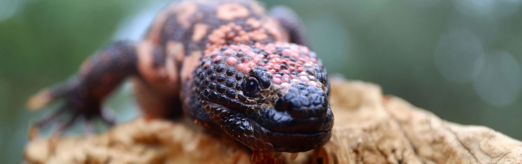 Gila Monster