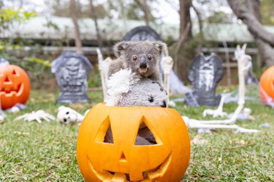 Adorable Creatures Explore a Halloween Graveyard!